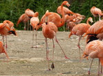 FZ030279 Caribbean Flamingos (Phoenicopterus ruber).jpg
